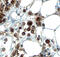 Progesterone Immunomodulatory Binding Factor 1 antibody, AF5559, R&D Systems, Immunohistochemistry frozen image 