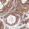 Proteasome Subunit Alpha 1 antibody, NBP2-37908, Novus Biologicals, Immunohistochemistry frozen image 