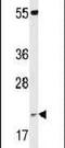 Peptidylprolyl Isomerase C antibody, PA5-26364, Invitrogen Antibodies, Western Blot image 