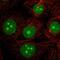 LDOC1 Regulator Of NFKB Signaling antibody, PA5-66429, Invitrogen Antibodies, Immunofluorescence image 