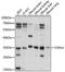 Torsin Family 1 Member A antibody, LS-C750025, Lifespan Biosciences, Western Blot image 