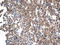 Cystatin-beta antibody, LS-C796507, Lifespan Biosciences, Immunohistochemistry paraffin image 