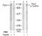 Protein Tyrosine Kinase 2 Beta antibody, AP02475PU-S, Origene, Western Blot image 