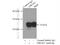 DIRAS Family GTPase 1 antibody, 12634-1-AP, Proteintech Group, Immunoprecipitation image 