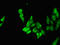 Neuronal Differentiation 1 antibody, orb53363, Biorbyt, Immunofluorescence image 