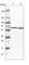 Chaperonin Containing TCP1 Subunit 8 antibody, HPA021051, Atlas Antibodies, Western Blot image 