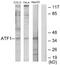 Activating Transcription Factor 1 antibody, A01600-1, Boster Biological Technology, Western Blot image 