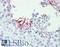 Cyclin G Associated Kinase antibody, LS-B9887, Lifespan Biosciences, Immunohistochemistry paraffin image 