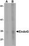 Endonuclease G, mitochondrial antibody, LS-B14747, Lifespan Biosciences, Western Blot image 