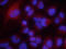 Versican antibody, AF3054, R&D Systems, Western Blot image 