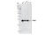 Proteasome Activator Subunit 2 antibody, 2409S, Cell Signaling Technology, Western Blot image 