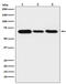 Lamin B2 antibody, M05348, Boster Biological Technology, Western Blot image 