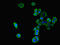 WNK Lysine Deficient Protein Kinase 4 antibody, LS-C680029, Lifespan Biosciences, Immunofluorescence image 
