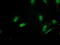 G1 to S phase transition protein 2 homolog antibody, M09757, Boster Biological Technology, Immunofluorescence image 