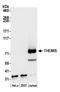 Thymocyte Selection Associated antibody, A305-277A, Bethyl Labs, Western Blot image 