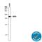 5'-Nucleotidase Ecto antibody, AF5795, R&D Systems, Western Blot image 