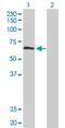 TUB Like Protein 2 antibody, H00007288-D01P, Novus Biologicals, Western Blot image 