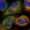 Serine dehydratase-like antibody, HPA005740, Atlas Antibodies, Immunofluorescence image 