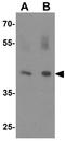 WD Repeat Domain 18 antibody, GTX32071, GeneTex, Western Blot image 