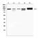 Sirtuin 1 antibody, A00018-1, Boster Biological Technology, Western Blot image 