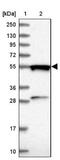 GTP Binding Protein 3, Mitochondrial antibody, NBP1-91974, Novus Biologicals, Western Blot image 