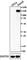 Protein Tyrosine Kinase 2 Beta antibody, 685002, BioLegend, Western Blot image 