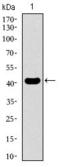 Kruppel Like Factor 1 antibody, GTX60769, GeneTex, Western Blot image 
