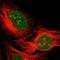 Discs Large MAGUK Scaffold Protein 3 antibody, NBP1-87691, Novus Biologicals, Immunofluorescence image 