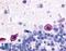 Adenosine A1 Receptor antibody, LS-A11, Lifespan Biosciences, Immunohistochemistry frozen image 