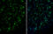 Serpin Family I Member 1 antibody, GTX106371, GeneTex, Immunohistochemistry frozen image 