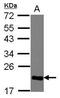 Chromobox 3 antibody, PA5-30954, Invitrogen Antibodies, Western Blot image 