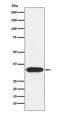 Syntaxin 3 antibody, M06217-2, Boster Biological Technology, Western Blot image 