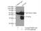 SNX20 antibody, 13180-1-AP, Proteintech Group, Immunoprecipitation image 