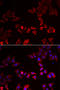 LIM Zinc Finger Domain Containing 1 antibody, 15-265, ProSci, Immunofluorescence image 