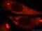 Calpain 9 antibody, 17556-1-AP, Proteintech Group, Immunofluorescence image 