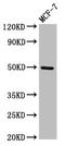 Twist Family BHLH Transcription Factor 1 antibody, LS-C671301, Lifespan Biosciences, Western Blot image 