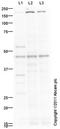 POU Class 3 Homeobox 2 antibody, ab94977, Abcam, Western Blot image 