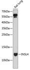 Insulin Like 4 antibody, 14-751, ProSci, Western Blot image 