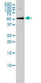 G Protein-Coupled Receptor Kinase 6 antibody, LS-C197339, Lifespan Biosciences, Western Blot image 