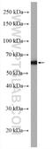 Copine 1 antibody, 10126-2-AP, Proteintech Group, Western Blot image 