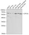 Cytochrome P450 Family 1 Subfamily A Member 1 antibody, GTX55582, GeneTex, Western Blot image 