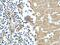 Contactin Associated Protein 1 antibody, 55417-1-AP, Proteintech Group, Immunohistochemistry frozen image 