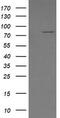 SEC14 And Spectrin Domain Containing 1 antibody, TA505932, Origene, Western Blot image 