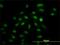 Interferon Regulatory Factor 2 antibody, H00003660-M01, Novus Biologicals, Immunocytochemistry image 