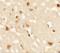 Androgen Induced 1 antibody, NBP2-41166, Novus Biologicals, Immunohistochemistry frozen image 