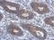 Tripartite Motif Containing 15 antibody, NBP2-20706, Novus Biologicals, Immunohistochemistry frozen image 