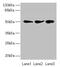 NIM1 Serine/Threonine Protein Kinase antibody, CSB-PA810298LA01HU, Cusabio, Western Blot image 