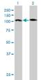 Protocadherin 10 antibody, H00057575-M01, Novus Biologicals, Western Blot image 