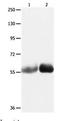 MutY DNA Glycosylase antibody, orb107415, Biorbyt, Western Blot image 