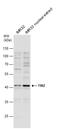 TERF1 Interacting Nuclear Factor 2 antibody, GTX109576, GeneTex, Western Blot image 